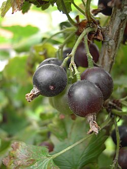 Jošta (Ribes x nidigrolaria) – sadnica, fotografija 1