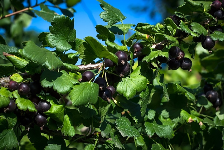 Jošta (Ribes x nidigrolaria) – sadnica, fotografija 2