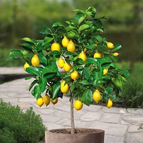 Kalemljeni limun (Citrus limon) – sadnica, fotografija 2