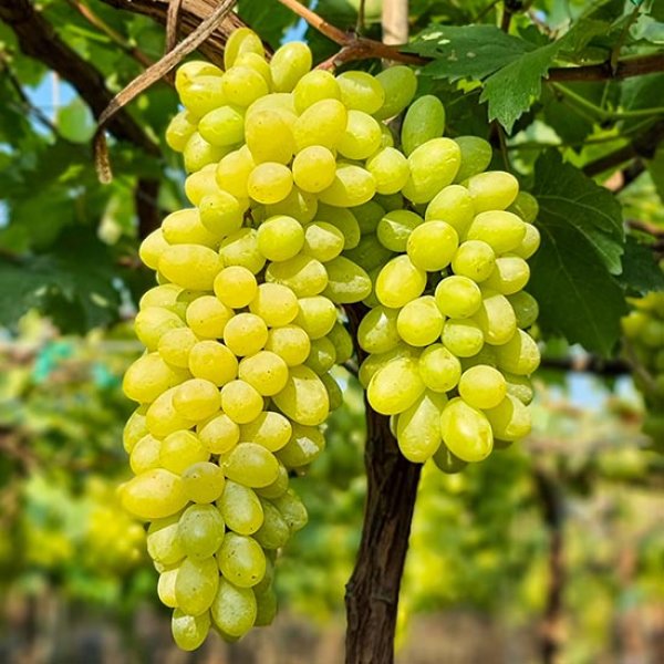 Regal – bezsemensko grožđe (Regal Seedless) – sadnica, fotografija 2