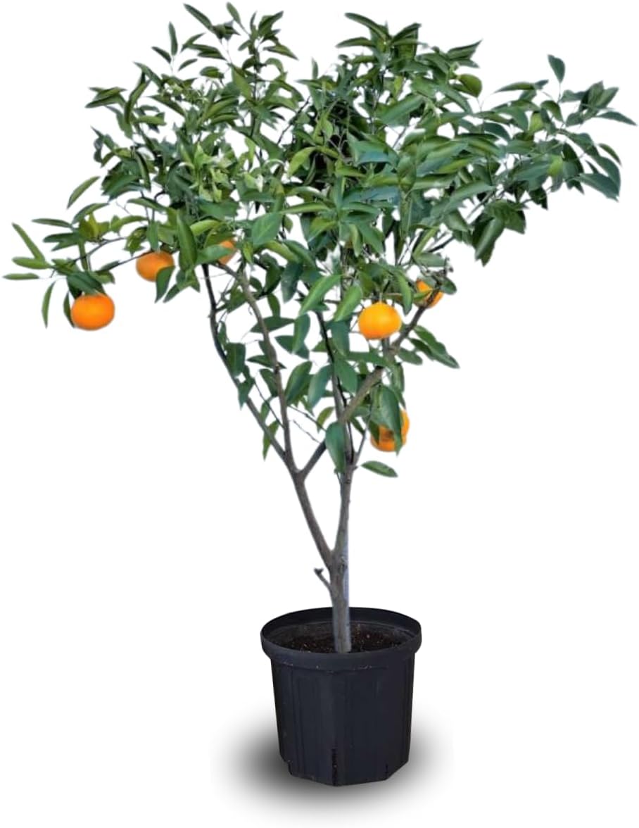 Mandarina (Citrus reticulata) – sadnica, fotografija 2