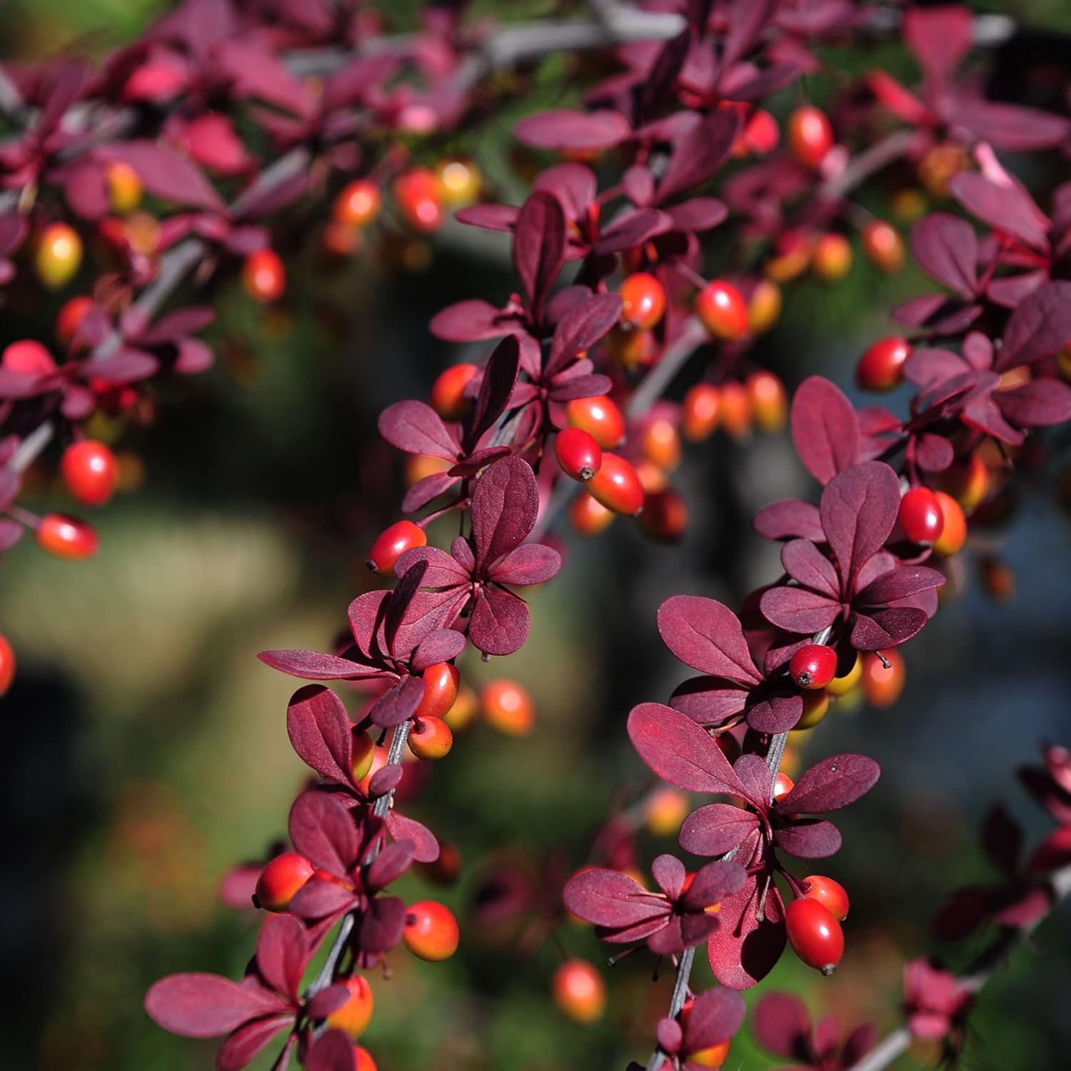 Crveni berberis (Berberis thunbergii) – sadnica, fotografija 1