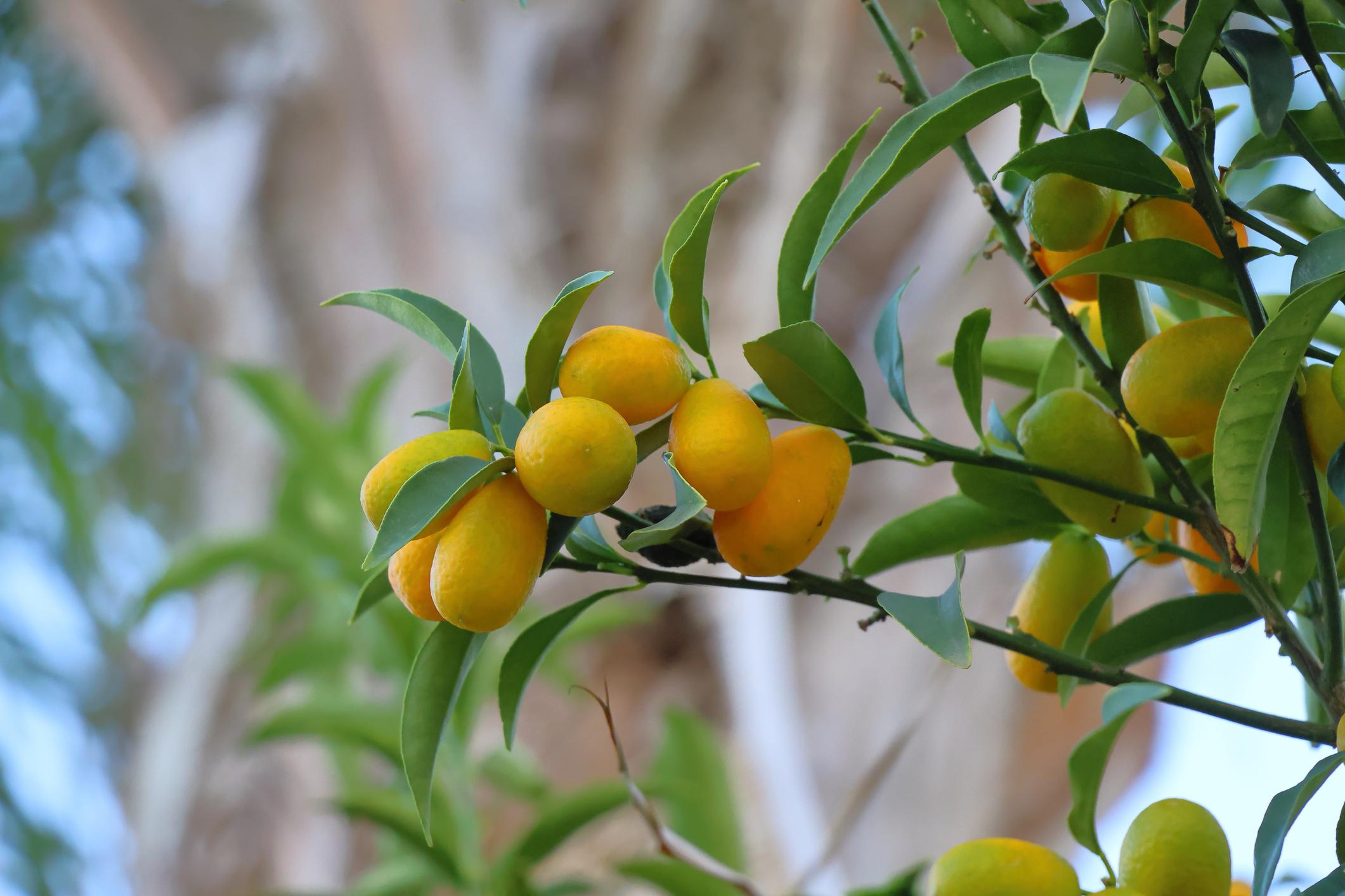 Kumkvat (Fortunella / Citrus japonica) – sadnica, fotografija 2