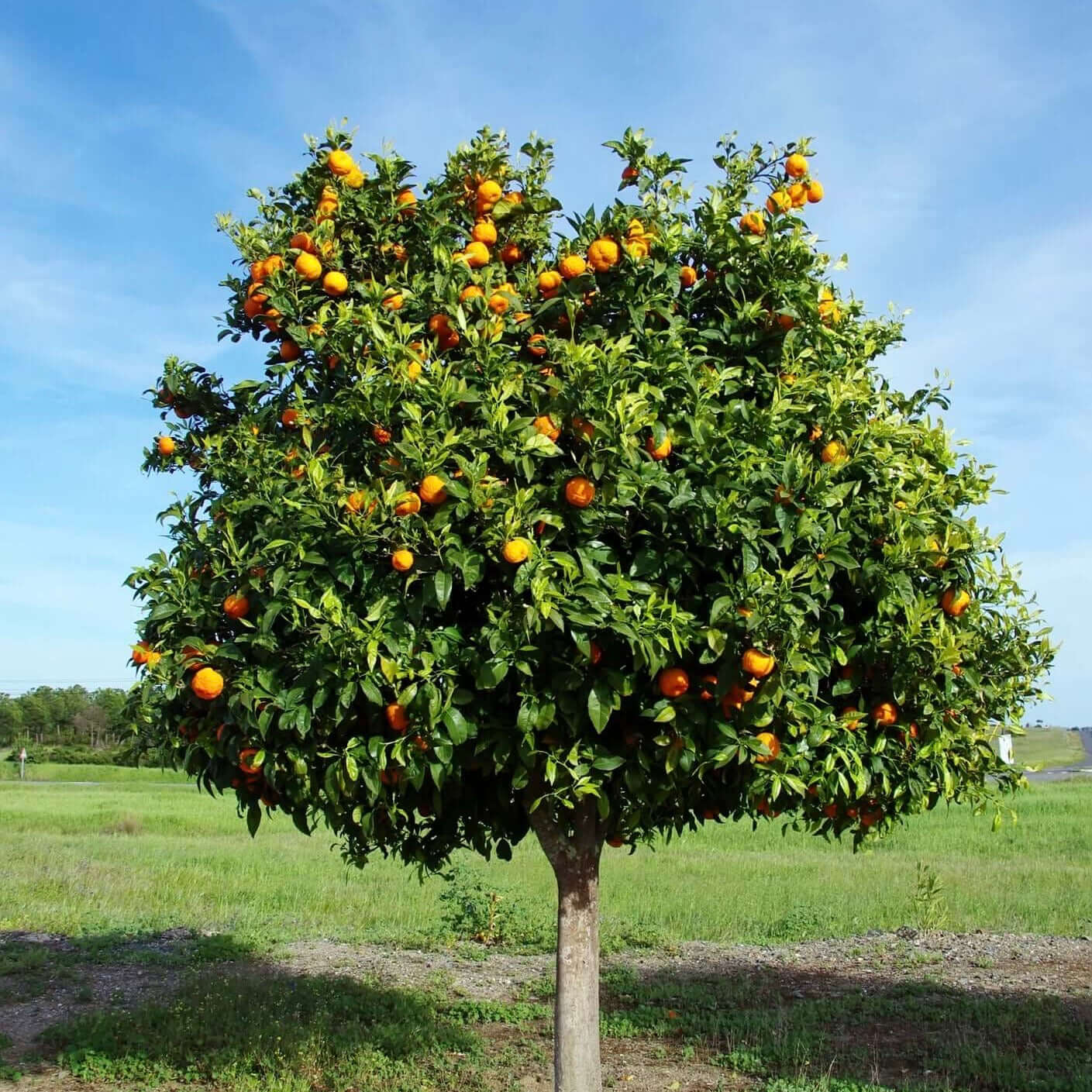 Mandarina (Citrus reticulata) – sadnica, fotografija 3