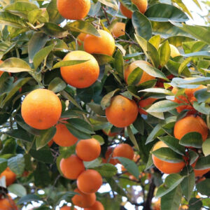 Mandarina (Citrus reticulata) – sadnica, fotografija 1