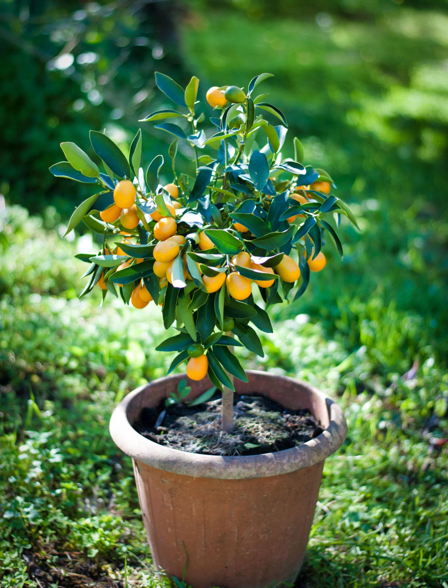 Kumkvat (Fortunella / Citrus japonica) – sadnica, fotografija 4