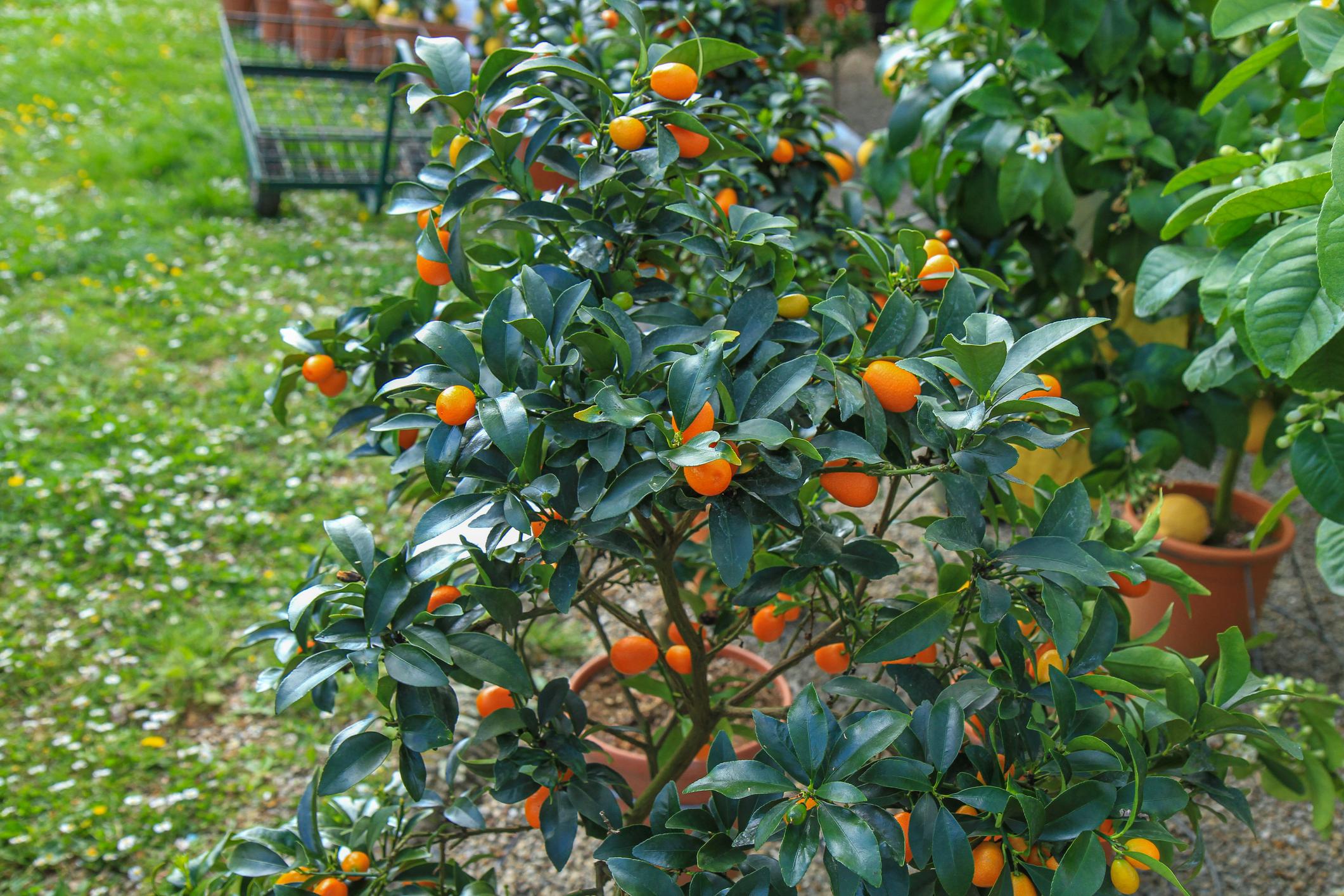 Kumkvat (Fortunella / Citrus japonica) – sadnica, fotografija 3