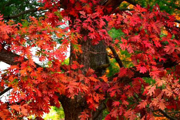Crveni hrast (Quercus rubra) – sadnica, fotografija 2