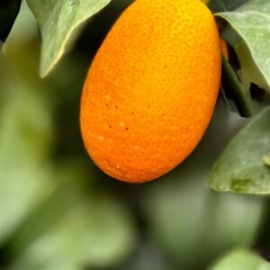 Kumkvat (Fortunella / Citrus japonica) – sadnica, fotografija 1