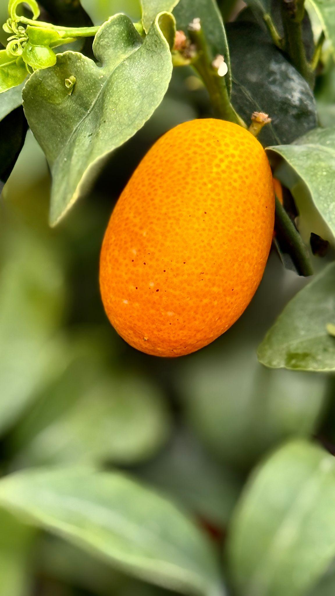 Kumkvat (Fortunella / Citrus japonica) – sadnica, fotografija 1