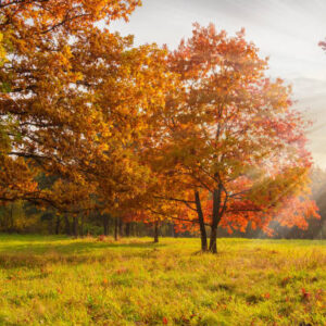 Crveni hrast (Quercus rubra) – sadnica, fotografija 1