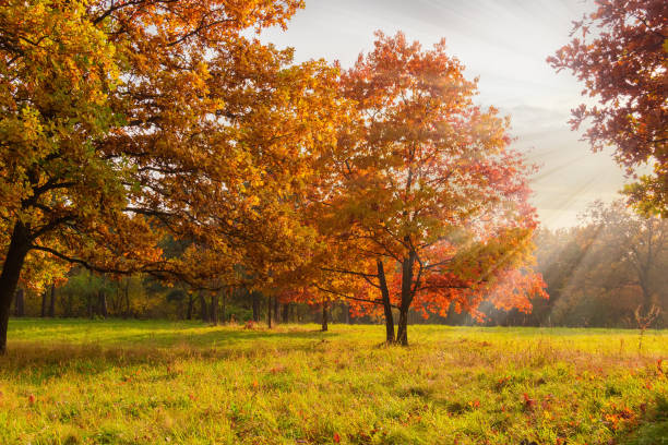 Crveni hrast (Quercus rubra) – sadnica, fotografija 1