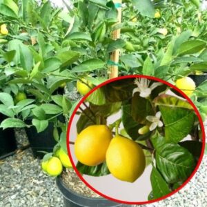 Kalemljeni limun (Citrus limon) – sadnica, fotografija 1