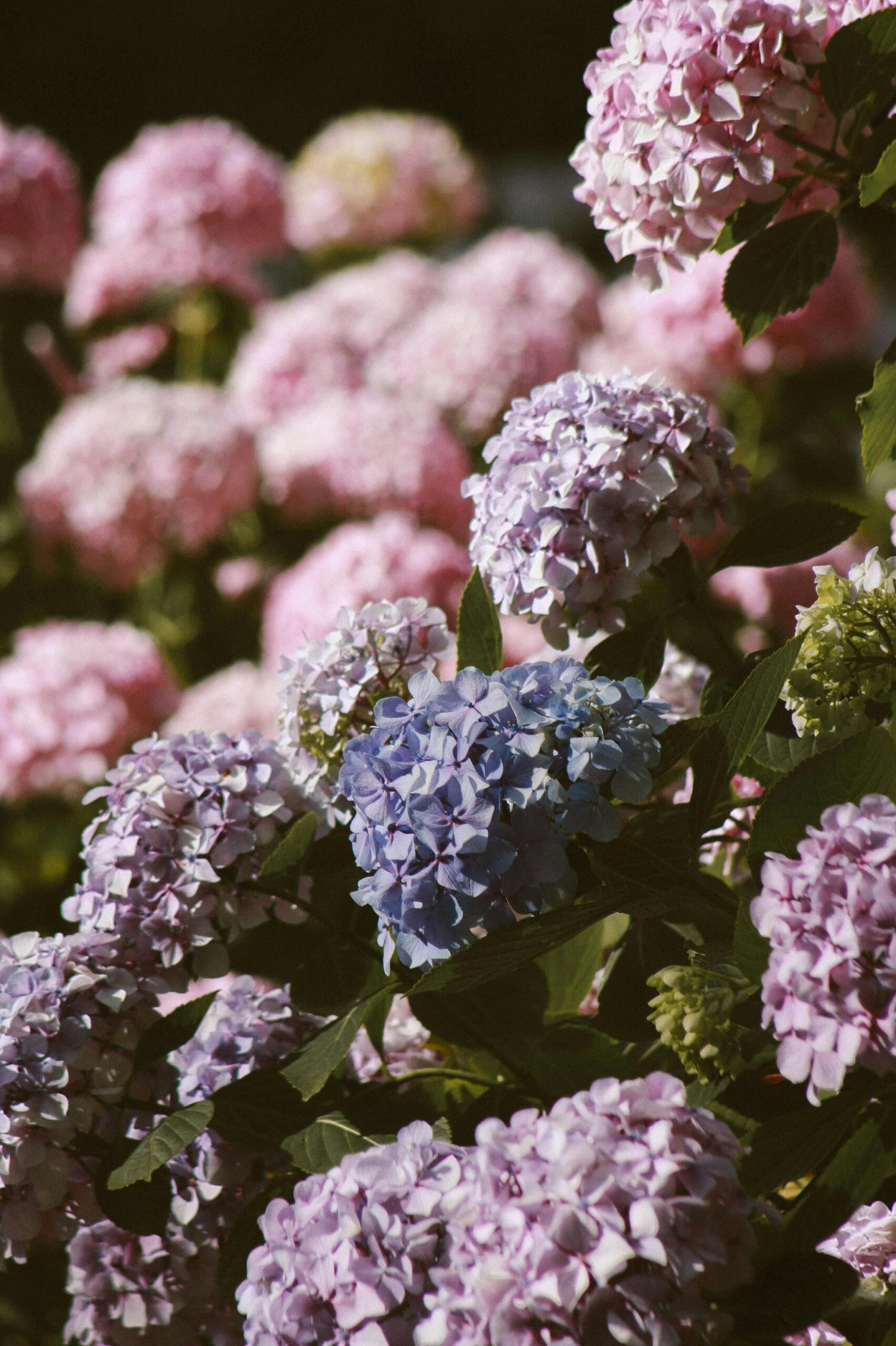 Hortenzija (Hydrangea) – sadnica, fotografija 3