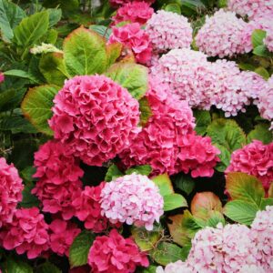 Hortenzija (Hydrangea) – sadnica, fotografija 1