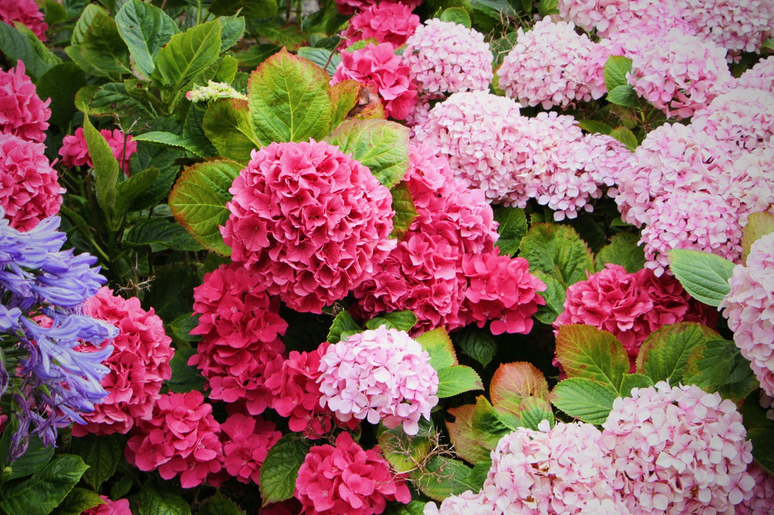 Hortenzija (Hydrangea) – sadnica, fotografija 1