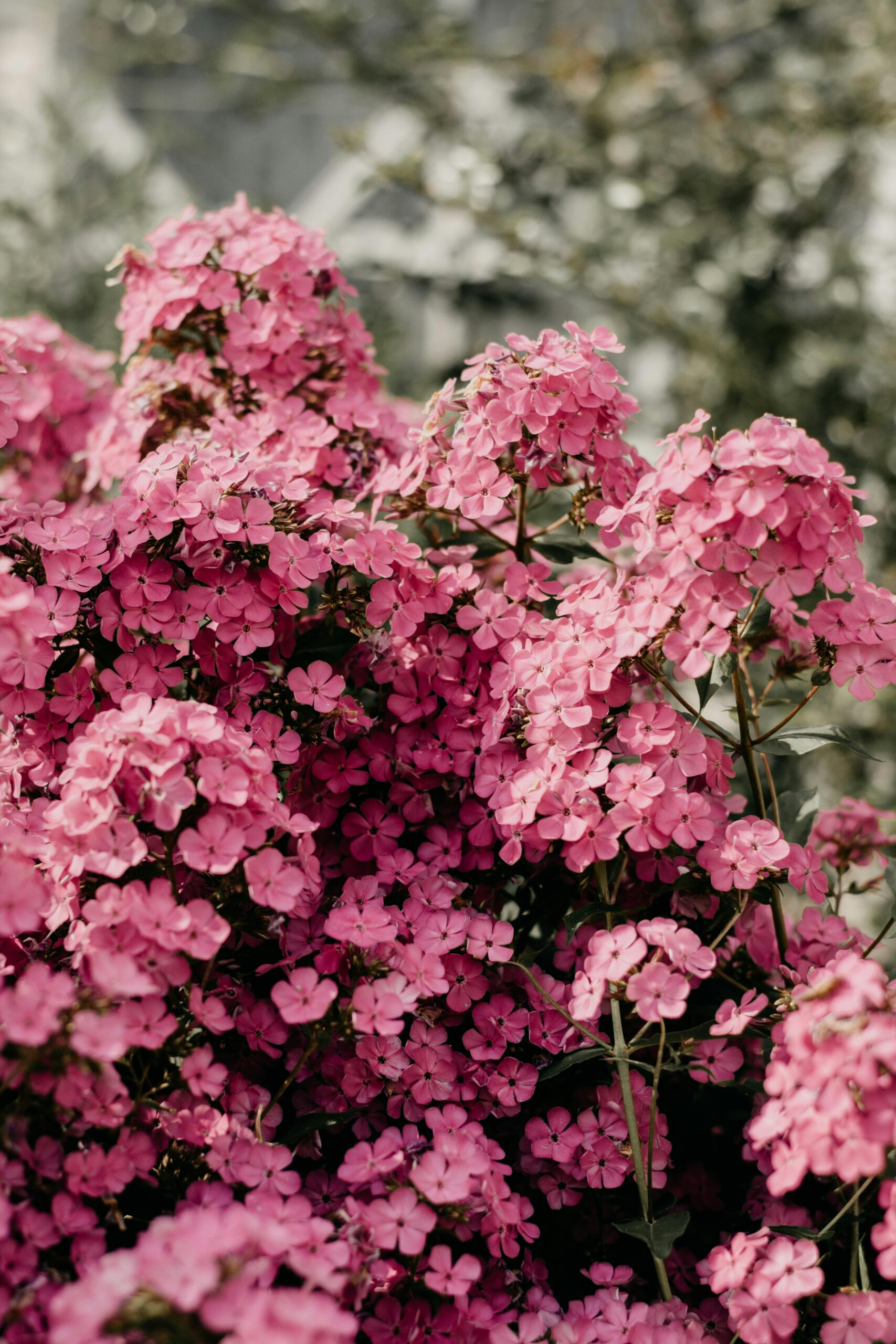 Hortenzija (Hydrangea) – sadnica, fotografija 2