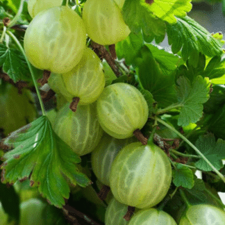 Ogrozd - Žuti ogrozd